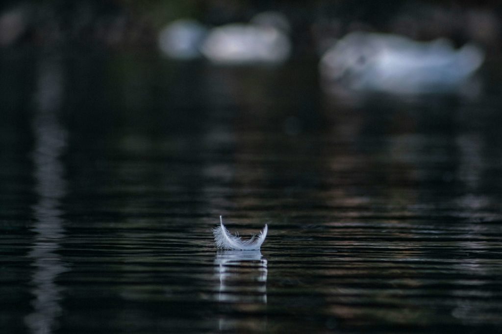 Silence Dieu - eau ombre plume