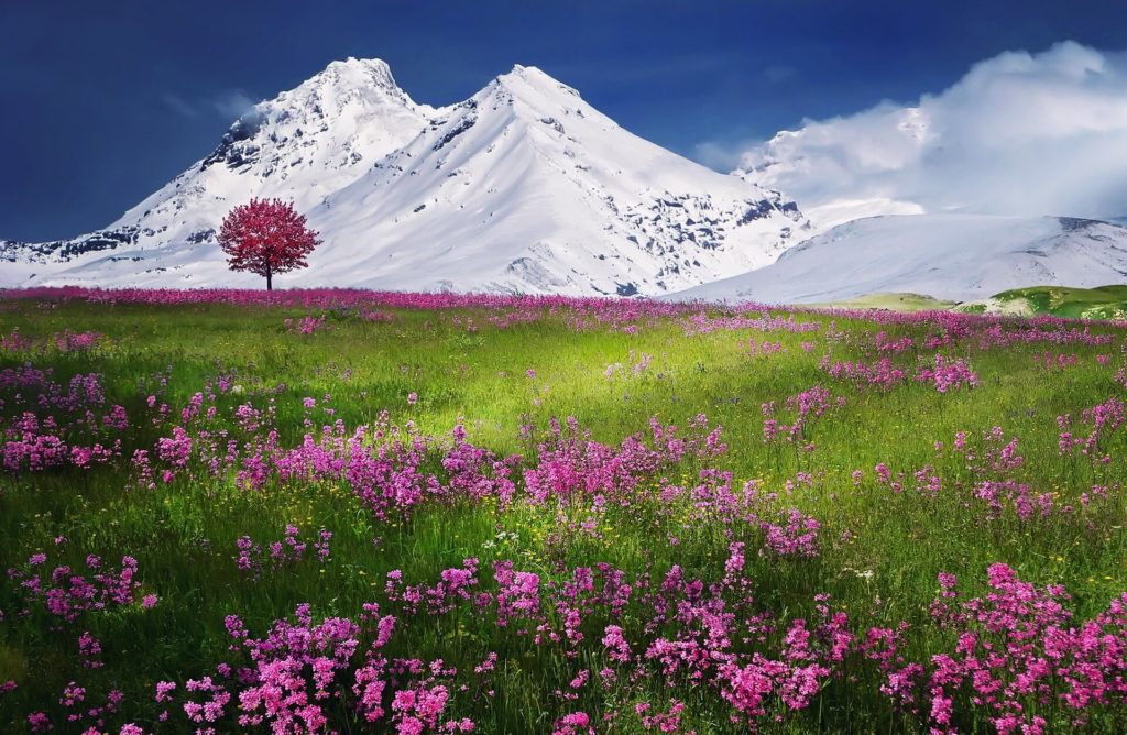 MONTAGNE NEIGE FLEURS